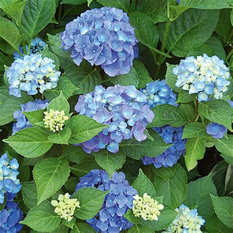 Endless Summer Original Hydrangea | New Blooms Nursery