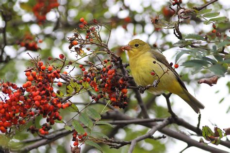 Ann Brokelman Photography: Female Scarlet Tanager plus one juvenile at ...