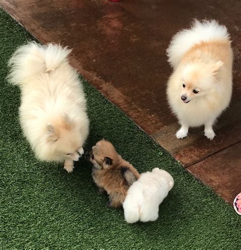 Pomeranian Puppies For Sale | Waipahu, HI #302665