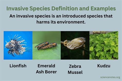 Invasive Species Examples