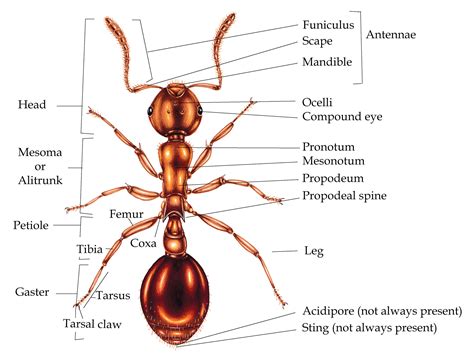 Ant anatomy for Beginners - Lizzie Harper