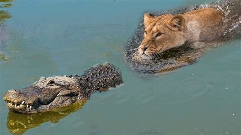 Crocodile Attack Lion