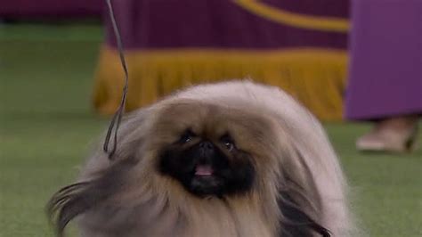 Wasabi the Pekingese Wins Best in Show at 2021 Westminster Dog Show