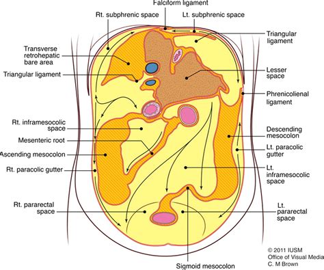 Peritoneal and Retroperitoneal Anatomy and Its Relevance for Cross ...