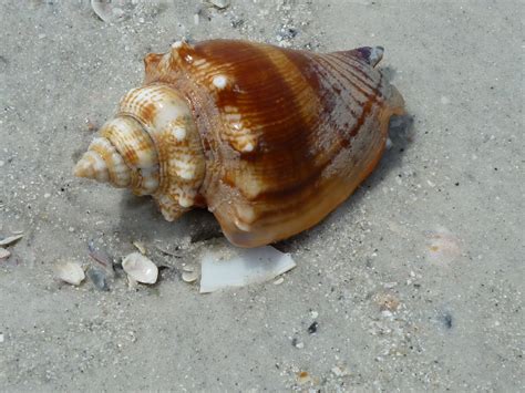 Fighting Conchs on St. Pete Beach | Blog The Beach