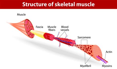 The Ultimate Guide to Muscle Protein Synthesis