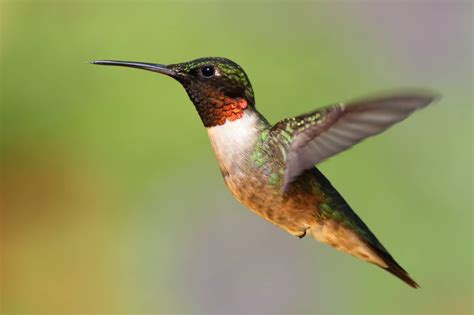 Hummingbirds in Virginia: 8 Different Species You Can Find in This State