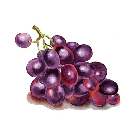 Purple Grape Watercolor Painting by Irina Sztukowski | Pixels