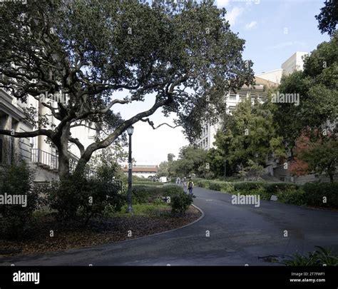 Campus of UC Berkeley, Berkeley, California, USA Stock Photo - Alamy