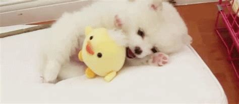 Cute Baby Animal GIFs - Find & Share on GIPHY