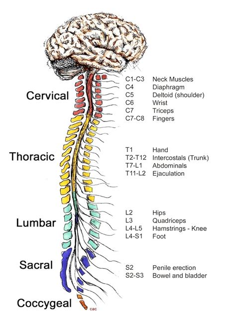 How the spinal cord works (2022)