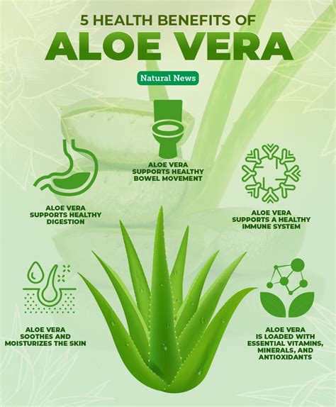 Aloe Vera: The Plant of Immortality with Proven Health Benefits ...