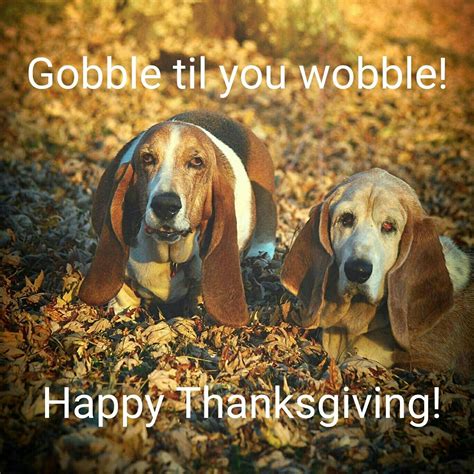 Funny Thanksgiving Memes With Dogs - Perpustakaan Sekolah