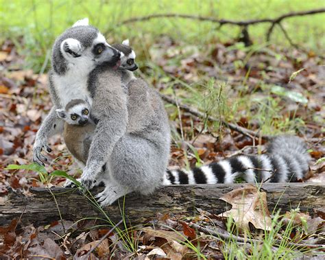 Ring-tailed Lemur - Duke Lemur Center