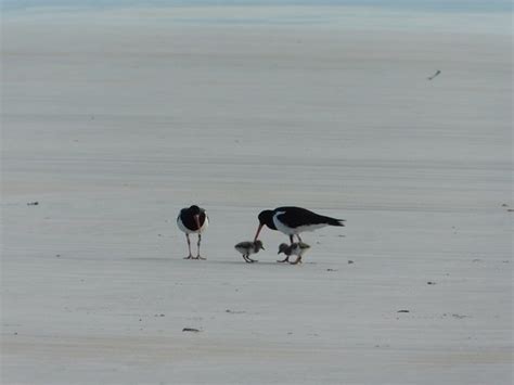 Pied Oystercatcher breeding season is here again! - 10,000 Birds