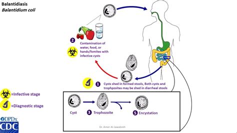 Giardia Lamblia Life Cycle Animation | Bruin Blog