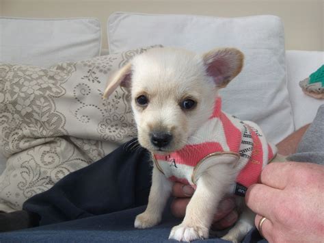 Chi-Poo (Chihuahua-Poodle Mix) Info, Puppies, Temperament, Picture