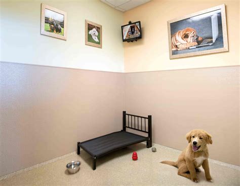 Overnight Dog Boarding in Fanwood | Doggy Day Care | K9 Resorts