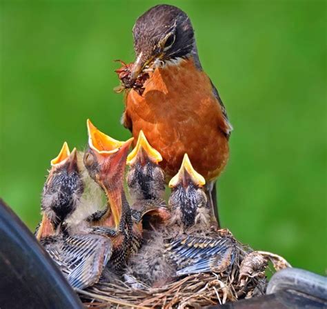 Watch Baby Birds With Nest Cams and in Your Backyard - Birds and Blooms