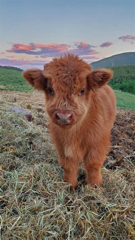 Baby highland cow in the mountains of Colorado | Cute baby cow, Baby ...