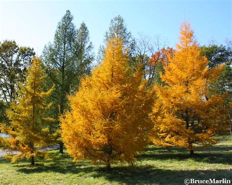 Golden Larch - North American Insects & Spiders