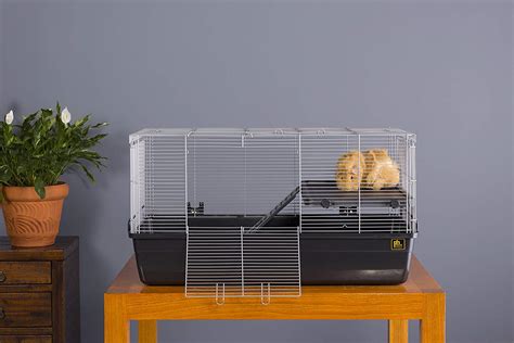 6 Of The Best Guinea Pig Cages To Buy This Year