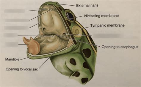 Frog Mouth Anatomy Anatomy Diagram Book – Otosection