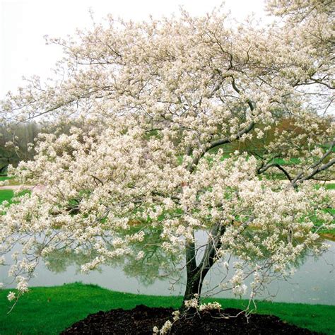 Shadblow Serviceberry Trees for Sale at Arbor Day's Online Tree Nursery ...