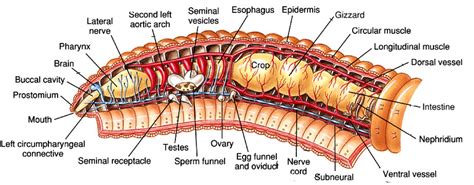 Worm clipart annelida, Worm annelida Transparent FREE for download on ...