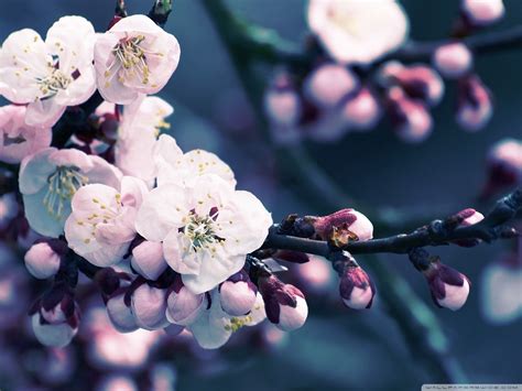 Japanese Cherry Blossom Images Free : Pink Japanese Cherry Blossom Free ...