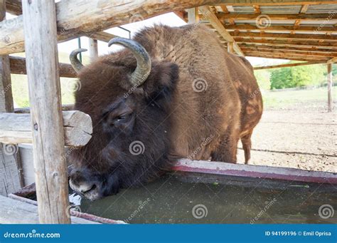 European Bison Drinking Water Stock Photo - Image of romania, horn ...