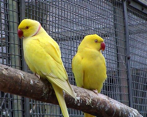 Yellow Ringnecks - Funtimental