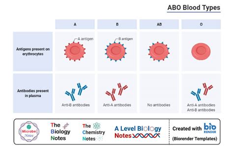 Antigen: Properties, Structure, Types, Examples