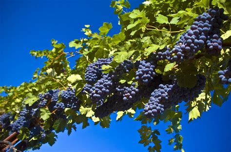 Grape Harvest | Cultivo, Videira, Plantio