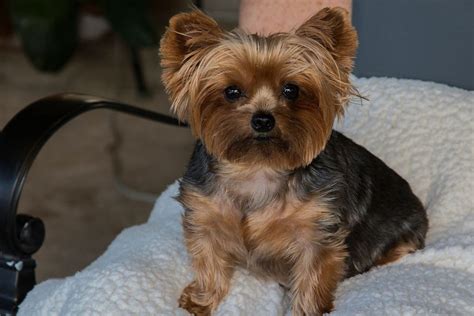 Teacup Yorkie: Meet The World's Smallest Dog