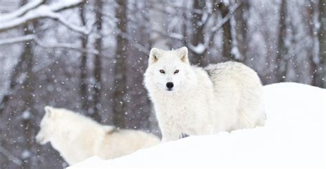 Arctic Wolf - A-Z Animals