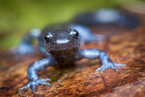 Blue-spotted Salamander | Ambystoma laterale | Patrick Zephyr Photography