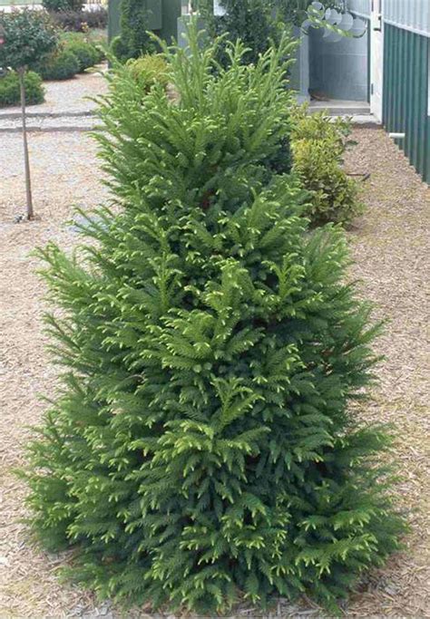 Dwarf Evergreen Flowering Shrubs Zone 5