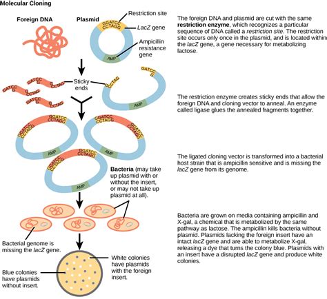 Biology, Genetics, Biotechnology and Genomics, Biotechnology | OERTX