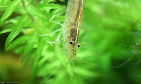 Freshwater Shrimp Can Be Great Additions To A Tank - Video