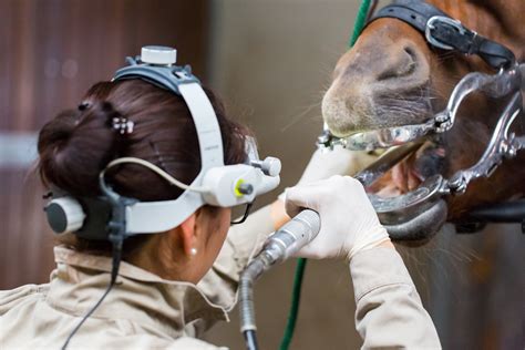 2560x1440 wallpaper | horse teeth cleaning tool | Peakpx