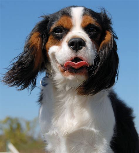 Learn About The Cavalier King Charles Spaniel Dog Breed From A Trusted ...