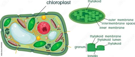 Plant cell and chloroplast structure with titles Stock Vector | Adobe Stock