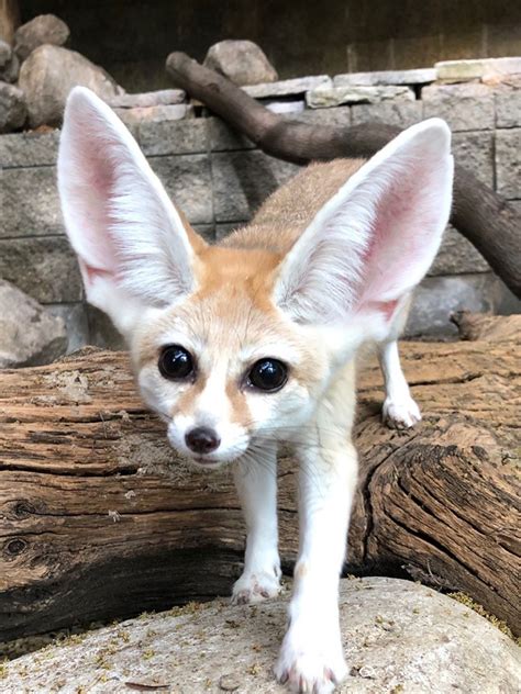 Fennec Fox - Potawatomi Zoo