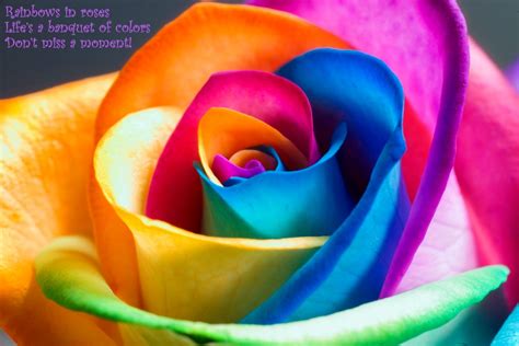 Haiku Creations: Rainbow Roses