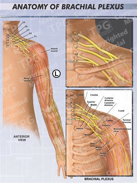 Brachial Plexus Anatomy - Order