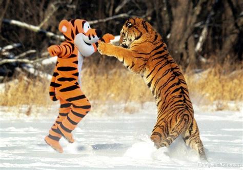 Funny Tiger Pictures