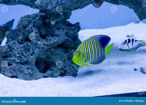 Royal angelfish stock photo. Image of colour, color, green - 31405280