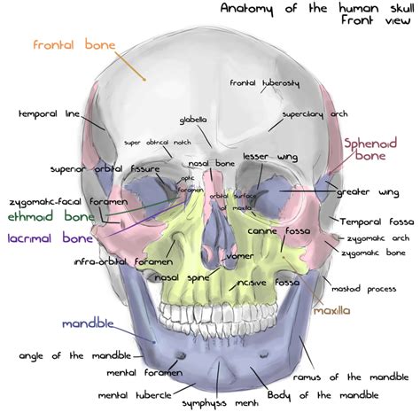 Annotated human skull anatomy - front view by shevans on DeviantArt