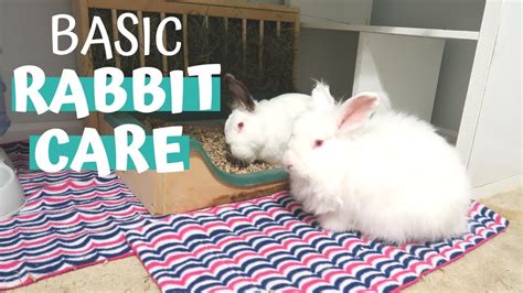 BASIC RABBIT CARE | rabbit care guide for beginners – HousePetsCare.com